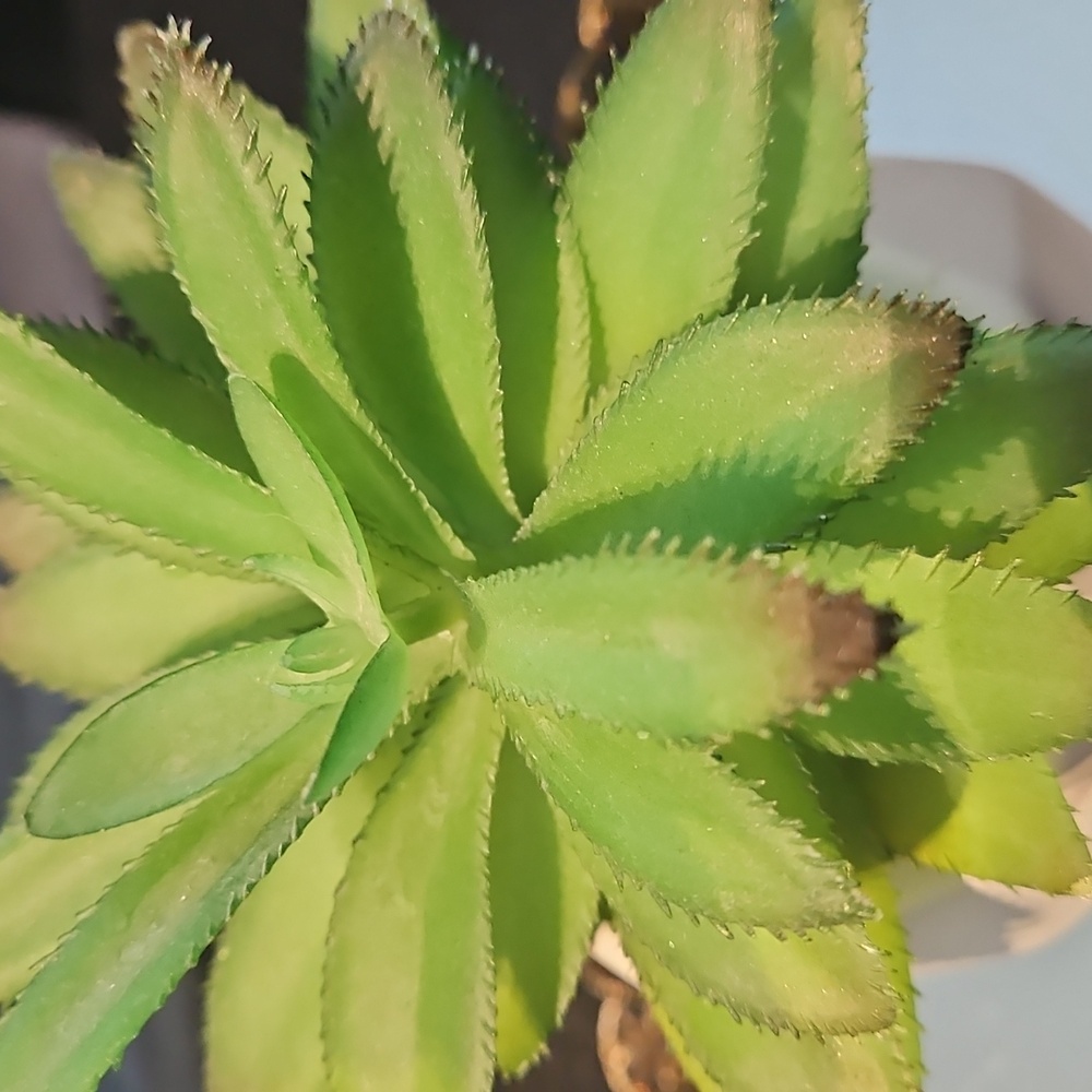 Modern White Planter with Green Succulent - Picture 2 of 3